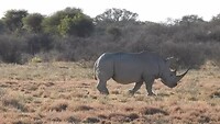 Neushoorn