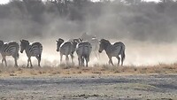 vechtende zebra`s