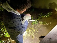 De grote hagedis