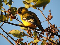 vogeltje