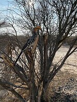 Deze hornbill was niet bang