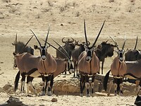 Oryxen en gnoes bij een waterhole