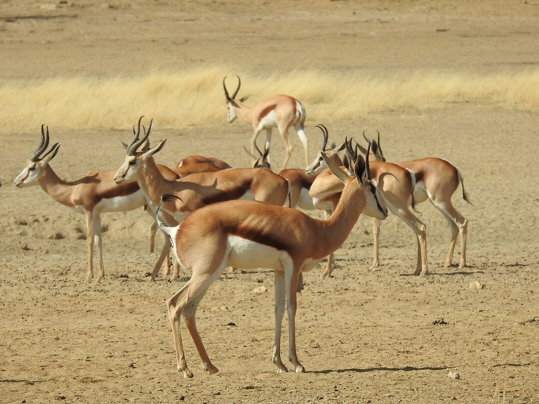 springbokken