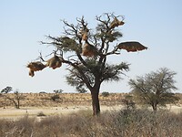 Veel grote nesten in een boom