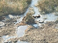 3 otters verjagen een krokodil
