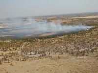 Brandje