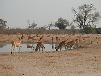 Drinkende impala`s