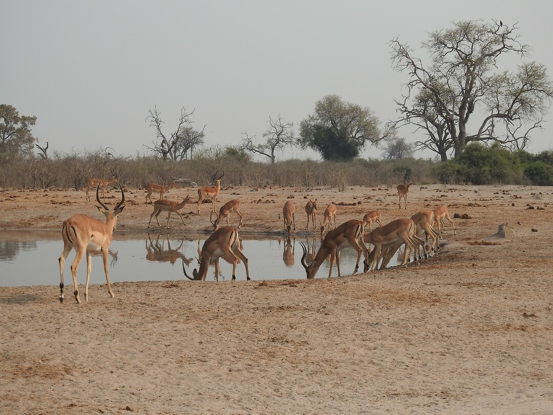 Drinkende impala`s