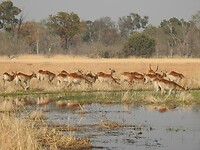 Groep impala`s