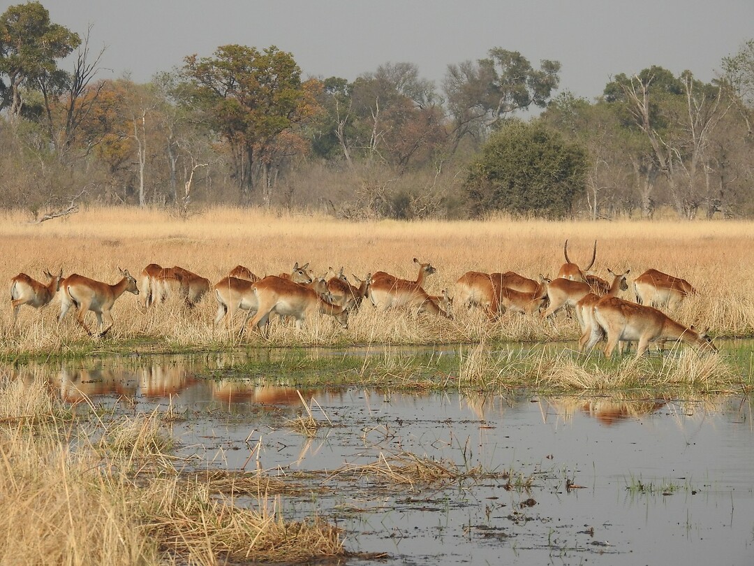 Groep impala`s