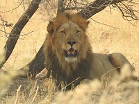 Koning van de dieren