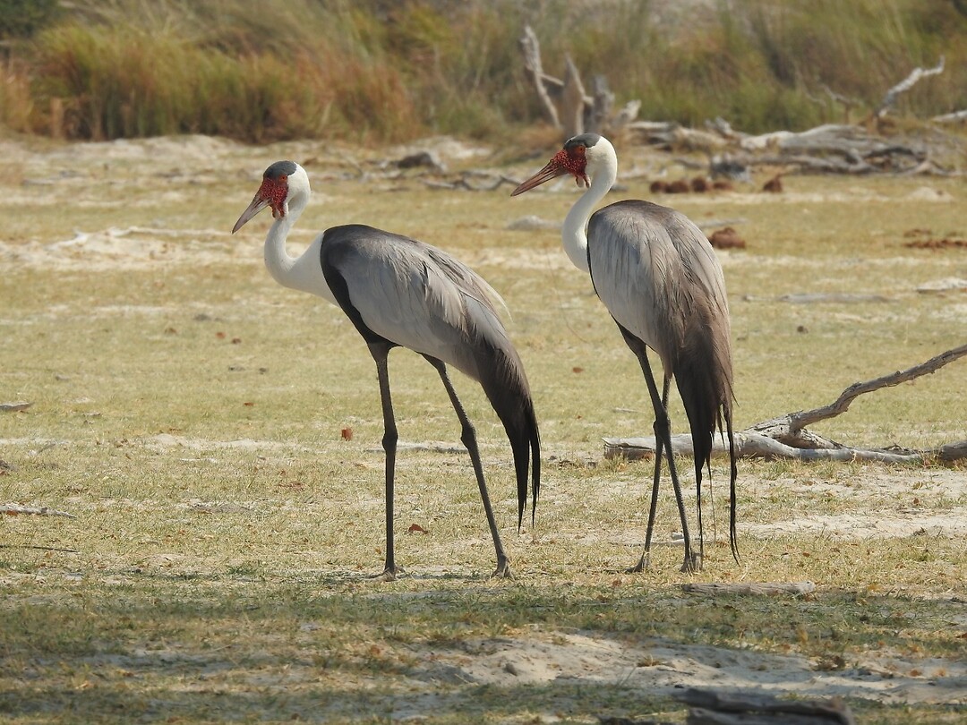 Kraanvogels