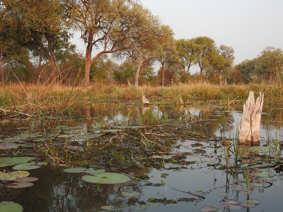 Vanaf het water Khwai