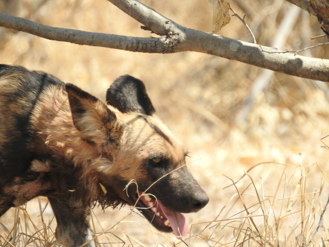 Wilde hond