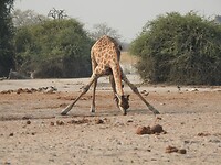 Door de poten om te drinken
