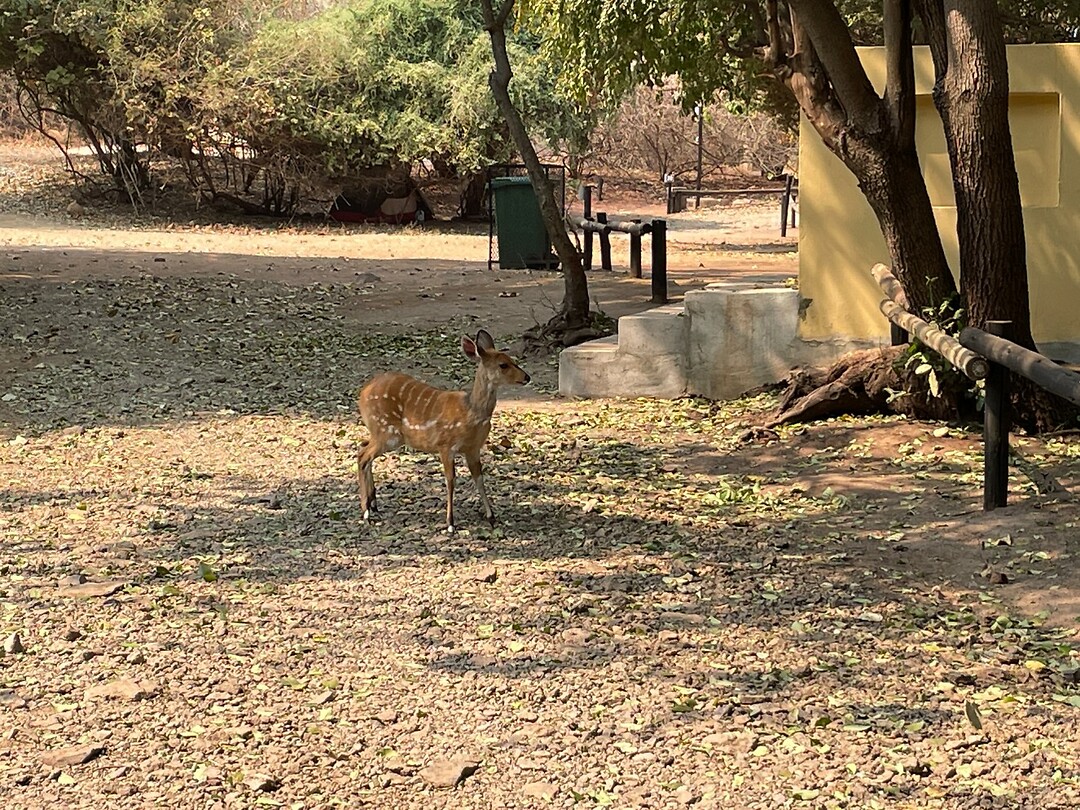 Een bushbok op de camping