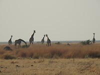 Giraffen in het ochtendlicht