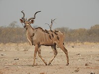 kudu als vervoerder