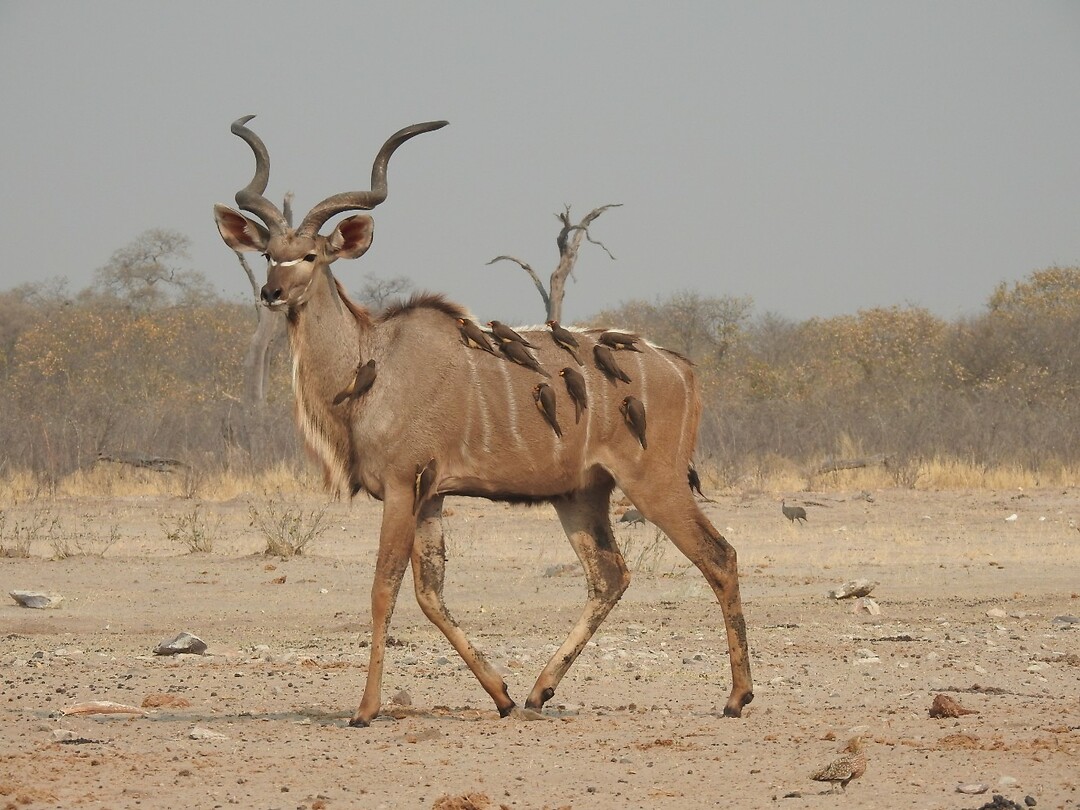 kudu als vervoerder