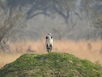 Mooi op de heuvel
