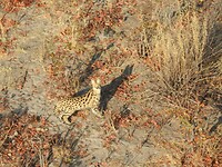 Serval