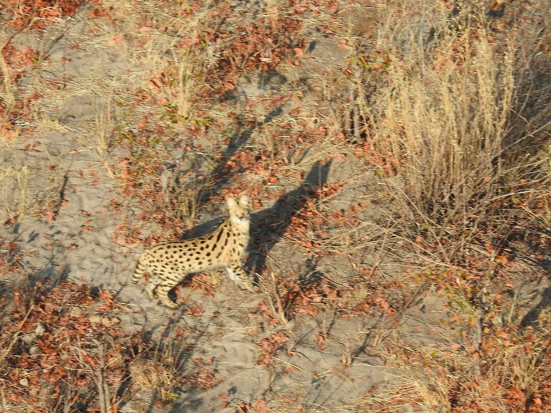 Serval