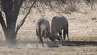 Oryx gevecht