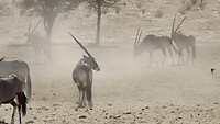 Oryxen