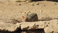 Black backed Jackal