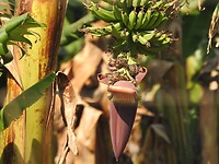 Bananenbloem