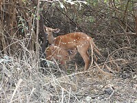 Bushbock met kleintje op de camping