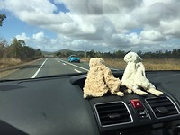 Beer en schaap ‘on the road’