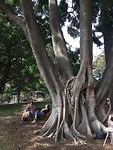 Een van de oudere bomen in Sydney