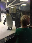 Wow! Koningspinguins🐧