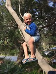 Koala Casper