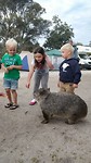 Wombat op voedseljacht