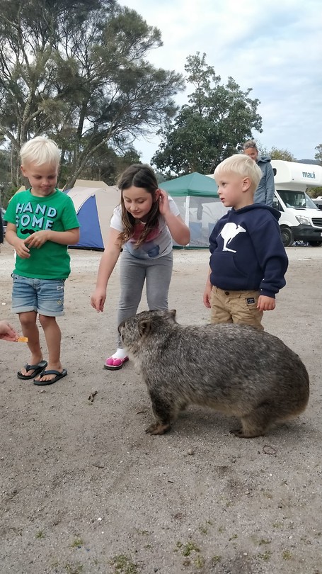 Wombat op voedseljacht