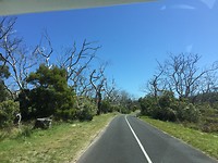 De kale bomen van Cape Otway🐨
