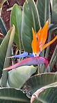 Strelitzia
