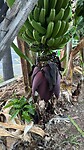 Tros Bananen
