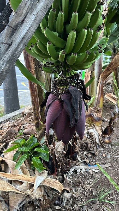Tros Bananen