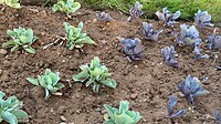 Mijn de tuinder was ook blij, koude plant in de volle grond,maar welke een siertuin