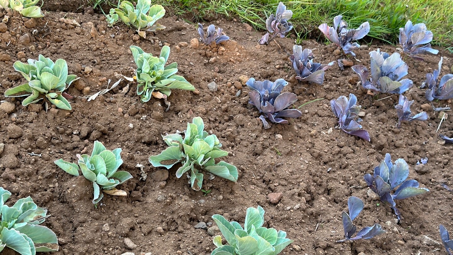 Mijn de tuinder was ook blij, koude plant in de volle grond,maar welke een siertuin
