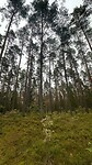 Lange boom stammen