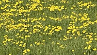 Velden met paardenbloemen