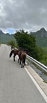 Paarden op de weg