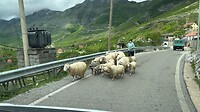 Schaapjes op het drogen