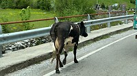Koe op de weg