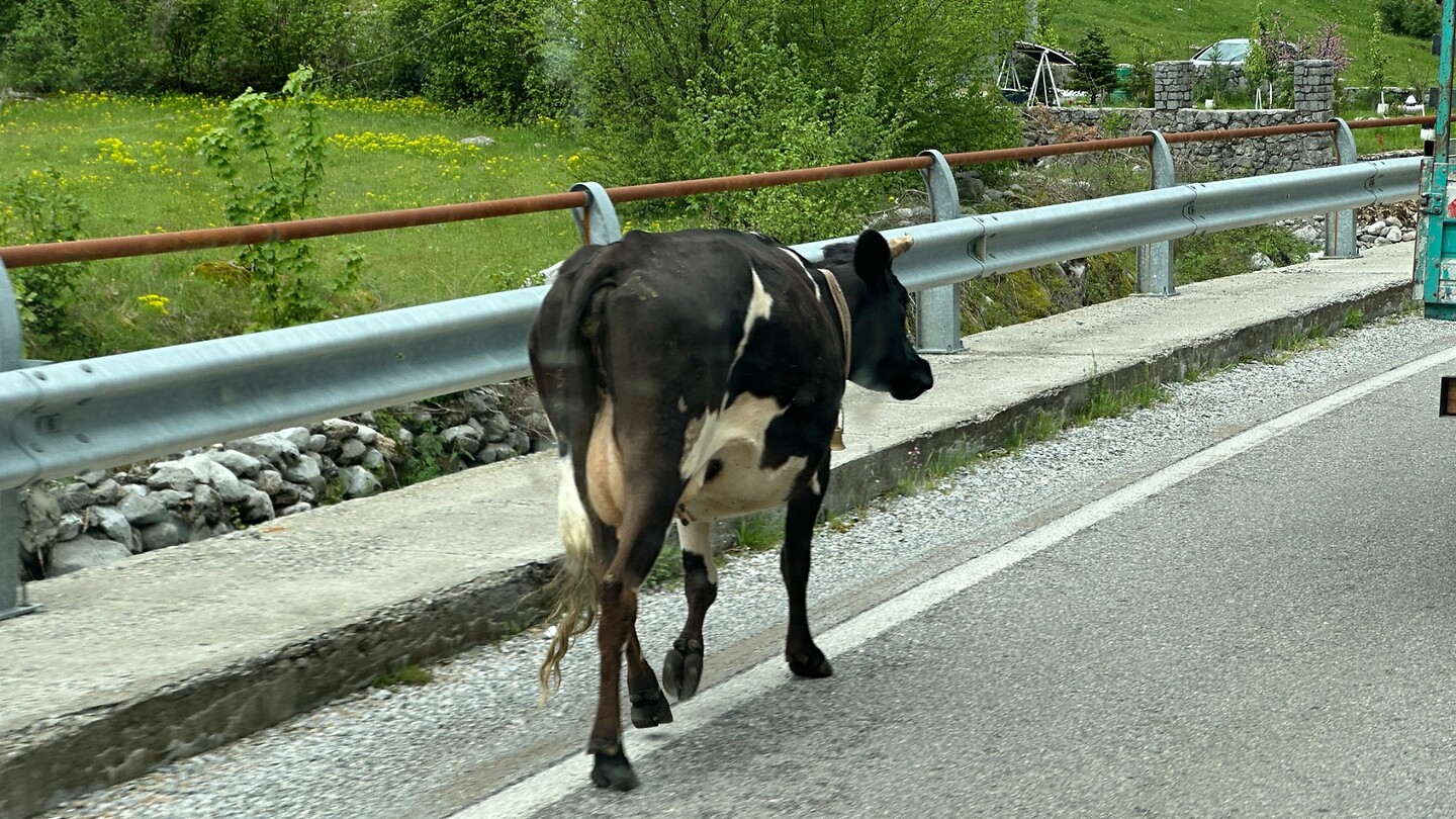Koe op de weg