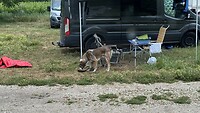 De hond doet de afwas van de buren